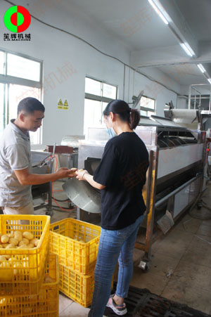 連續(xù)式土豆去皮機(jī)針對客戶帶來的大批土豆現(xiàn)場進(jìn)行加工處理測試！